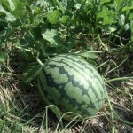 CIMG0351