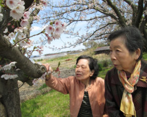 近くの公園に行き、満開の桜を見に行きました。