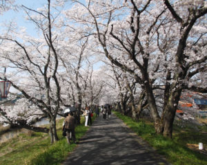 桜土手「桜祭り」